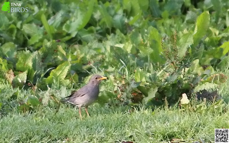 Perching Birds